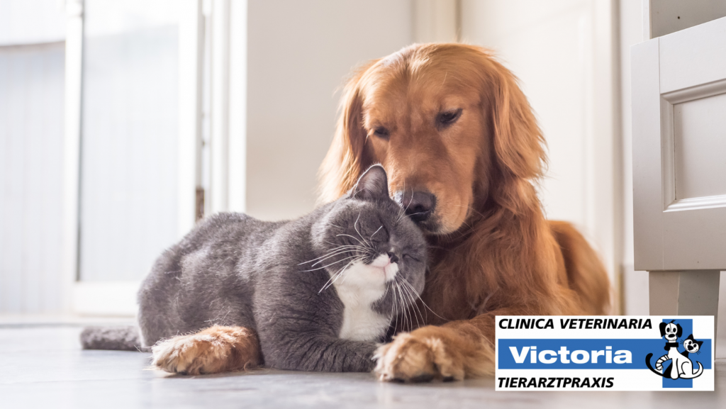  Clinica Veterinaria Victoria-pet-plan