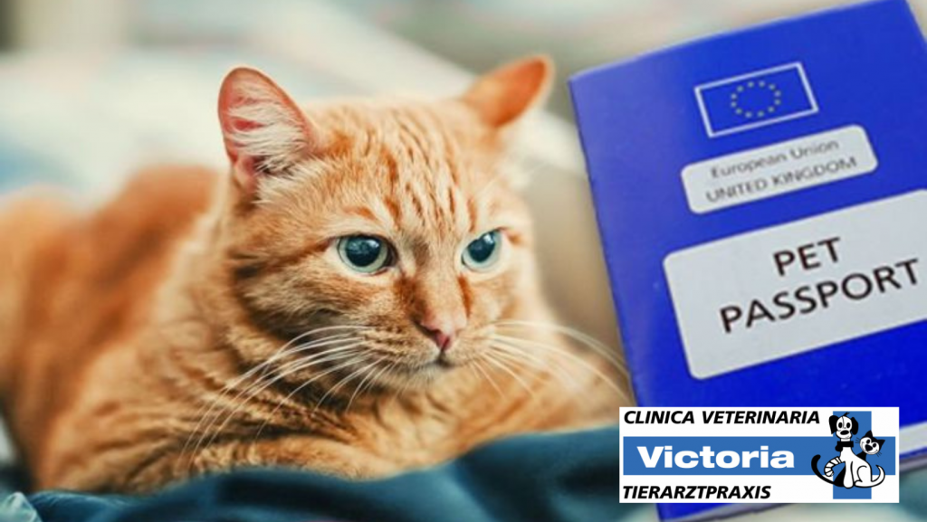 Clinica-Veterinaria-Victoria